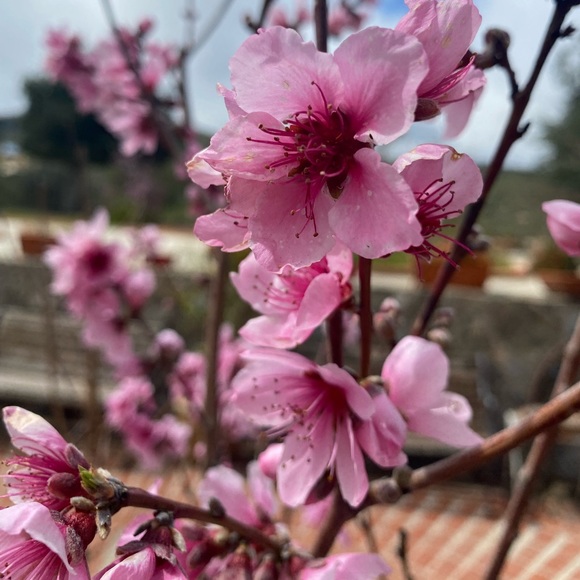 Meet your Posher, Jennifer - Picture 1 of 1